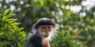 Ile jest rodzajów kart?