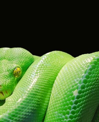 Czy sam Python wystarczy?