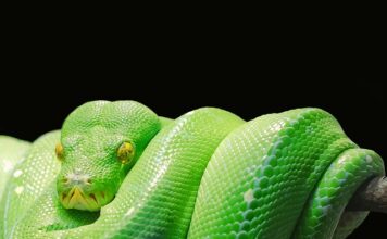 Czy sam Python wystarczy?