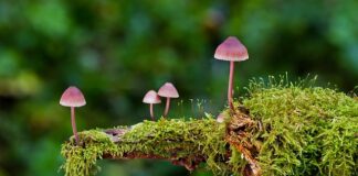 Jakie są rodzaje psychologii?