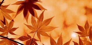 Jak samemu zrobić baner?