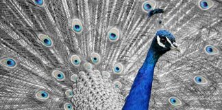 Ile czasu na recenzję habilitacji?