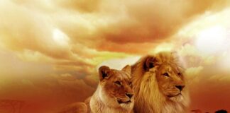 Jak nazywają się duże reklamy?