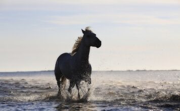 Co to są standardy obsługi klienta? Co to są standardy obsługi klienta?
