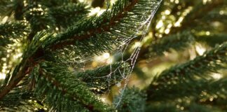 Kto określa potrzeby klienta?