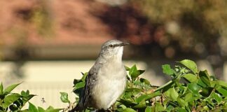 Co to znaczy poliglota po polsku?