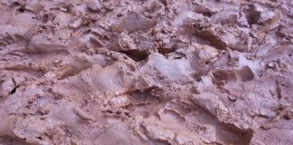 Kto kieruje wykonywaniem budżetu państwa?