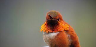 Jak sprawdzić na co poszły pieniądze z konta Orange?