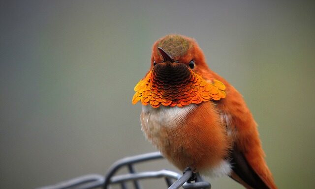 Jak sprawdzić na co poszły pieniądze z konta Orange?