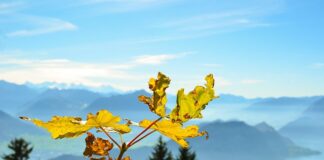 Na jakie konto bankowe nie wejdzie komornik?