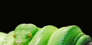 Dlaczego warto uczyć się Pythona?