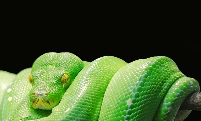 Dlaczego warto uczyć się Pythona?